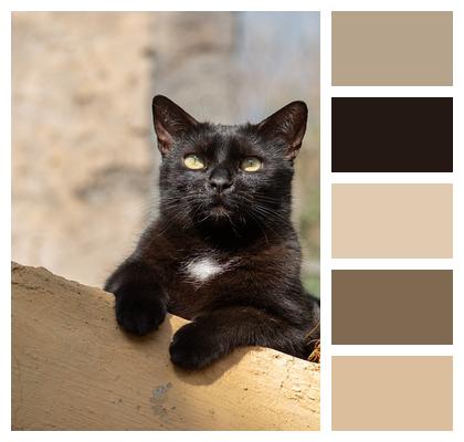 Kitten Outdoors Black Cat Image